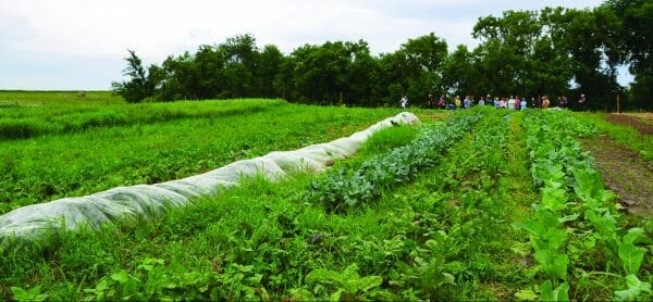humble hands harvest vegetable beds