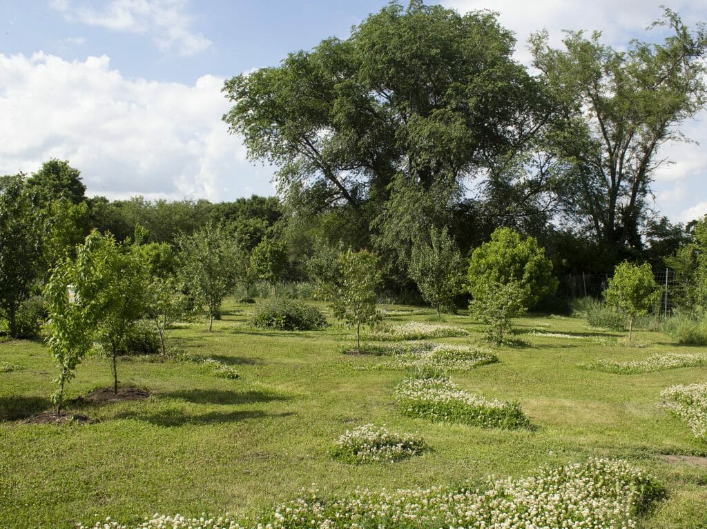 a young food forest
