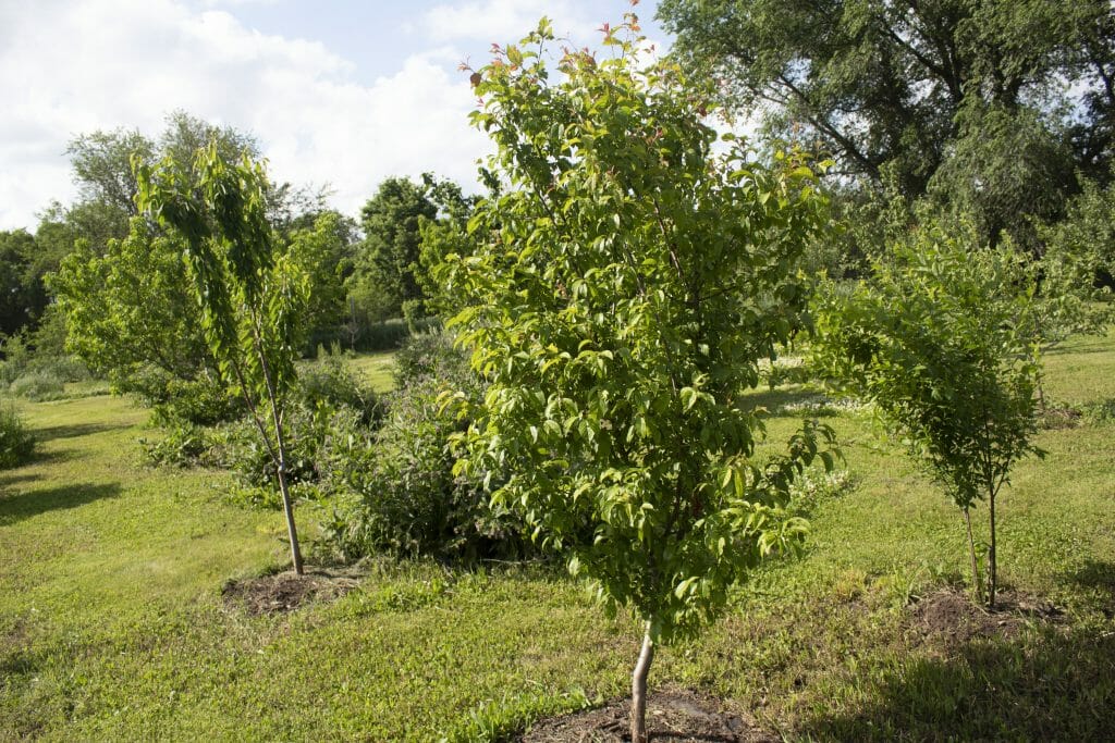 Young stone fruit trees