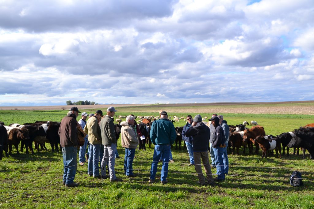 regenerative cattle grazing group farmers