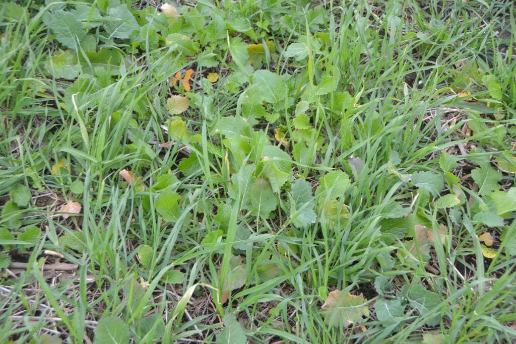 Six species cover crop forage grazing mix cereal rye, spring barley, forage collards, brown mustard, rapeseed and red clover