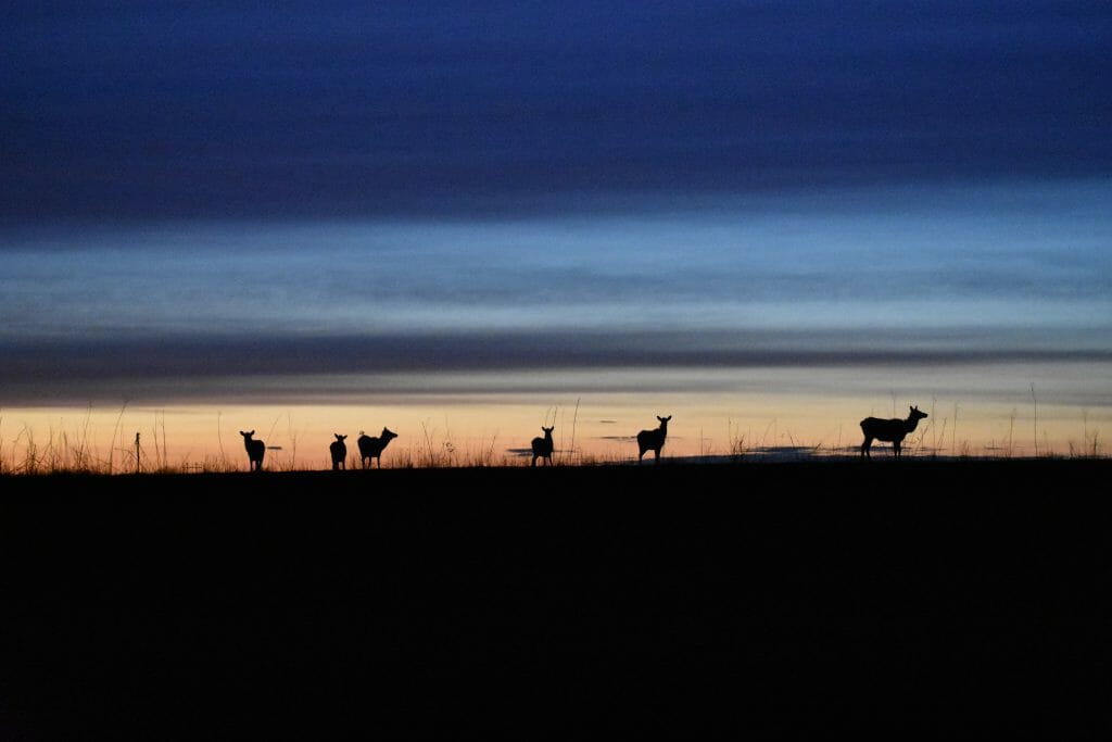 Elk population iowa