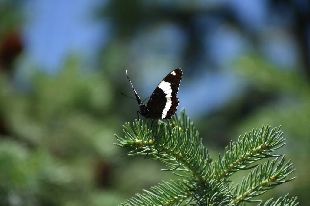 White striped Black Moth