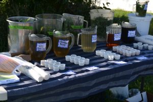 native tea tasting