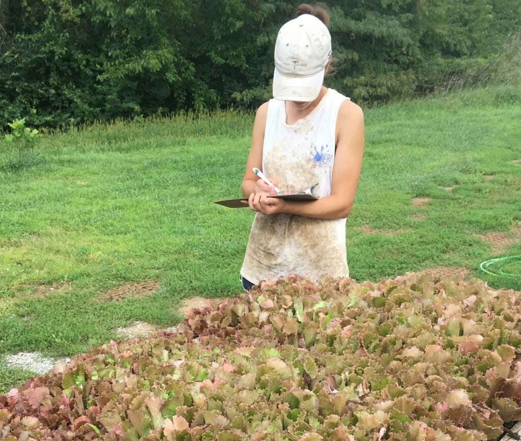 lettuce seedling evaluation on farm research lettuce germination