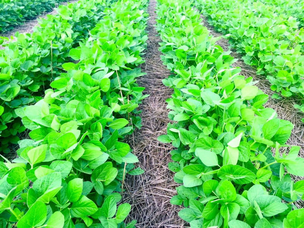 Using Science & On-Farm Research to Investigate Cover Crops in Iowa ...