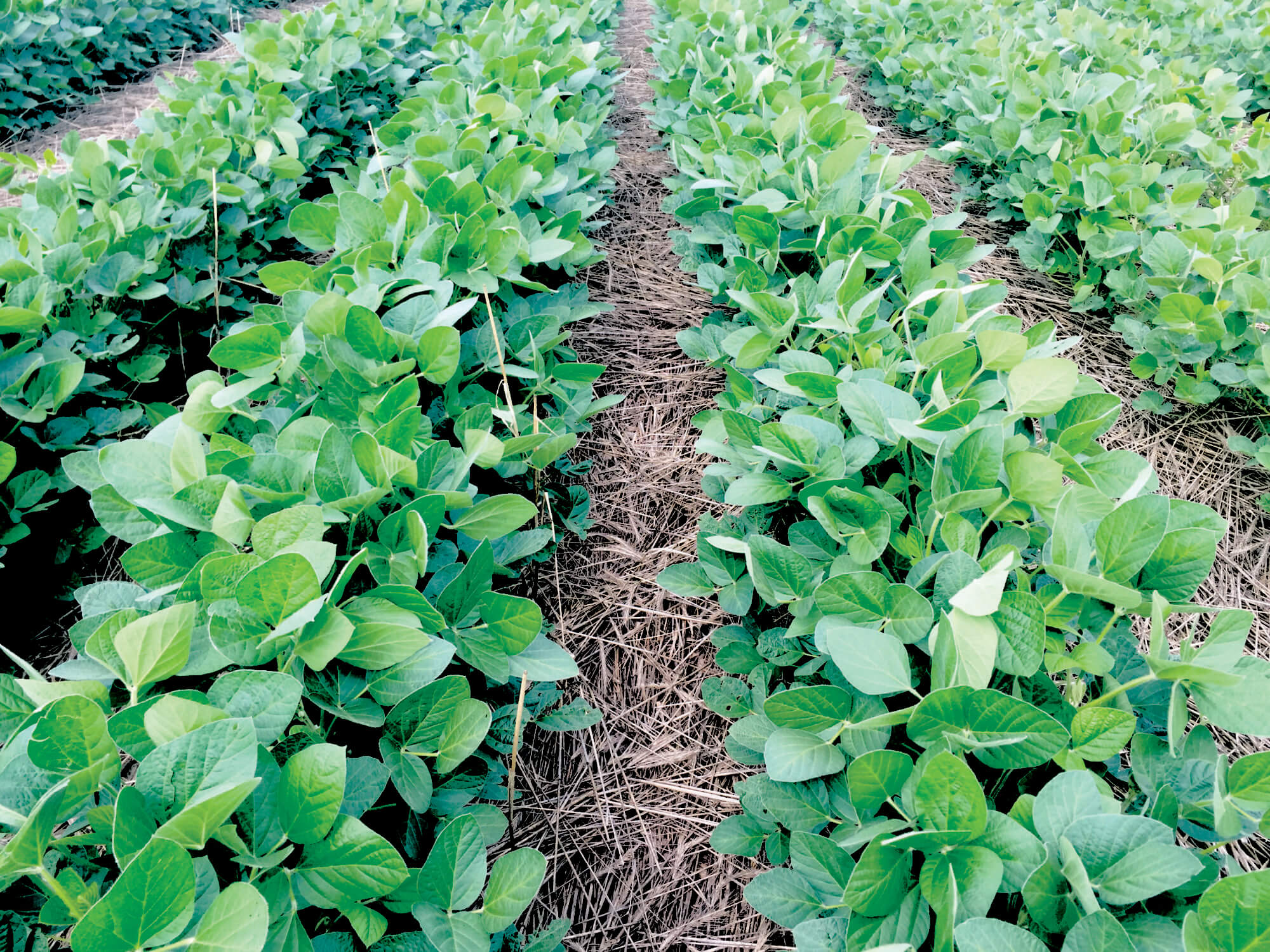 Using Science & OnFarm Research to Investigate Cover Crops in Iowa