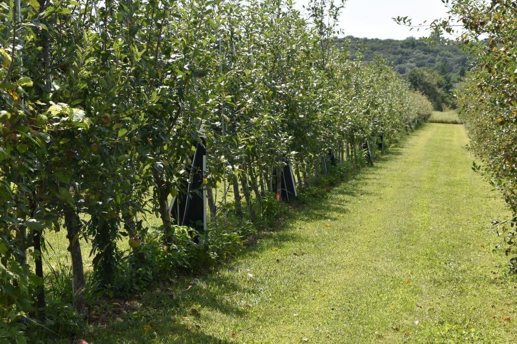 Apple Production, Pest Management and Infrastructure at ...