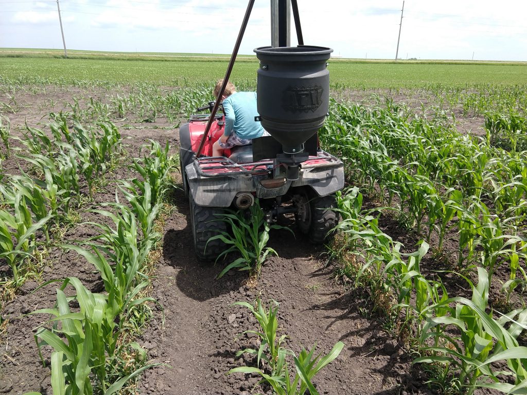 Interseeding seed corn