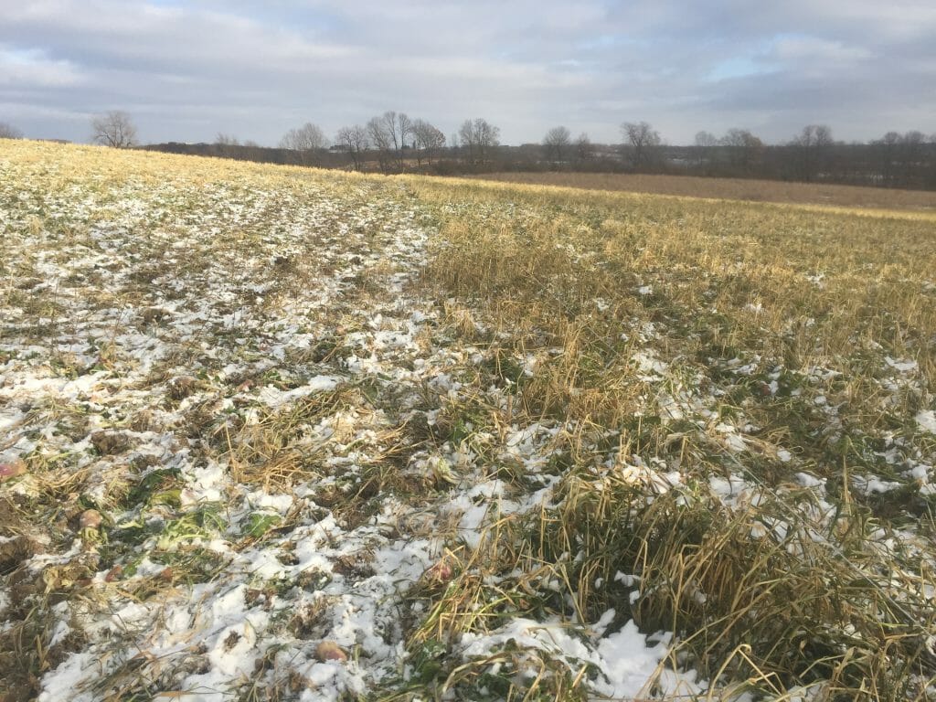 strip grazing rotationally using single strand wire in the winter