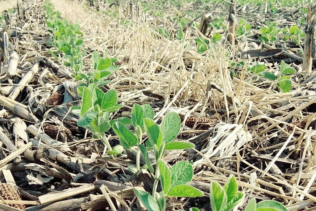 soybeans planted into cereal rye biomass