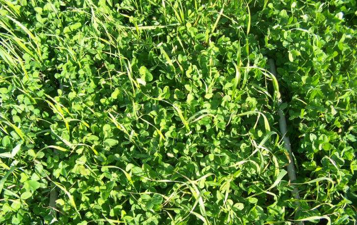 red clover green manure cover crop with oats