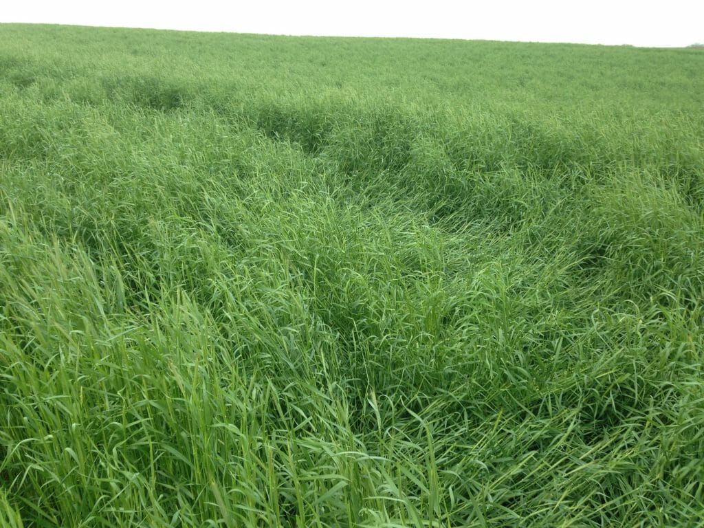 lodging in rye fertilization