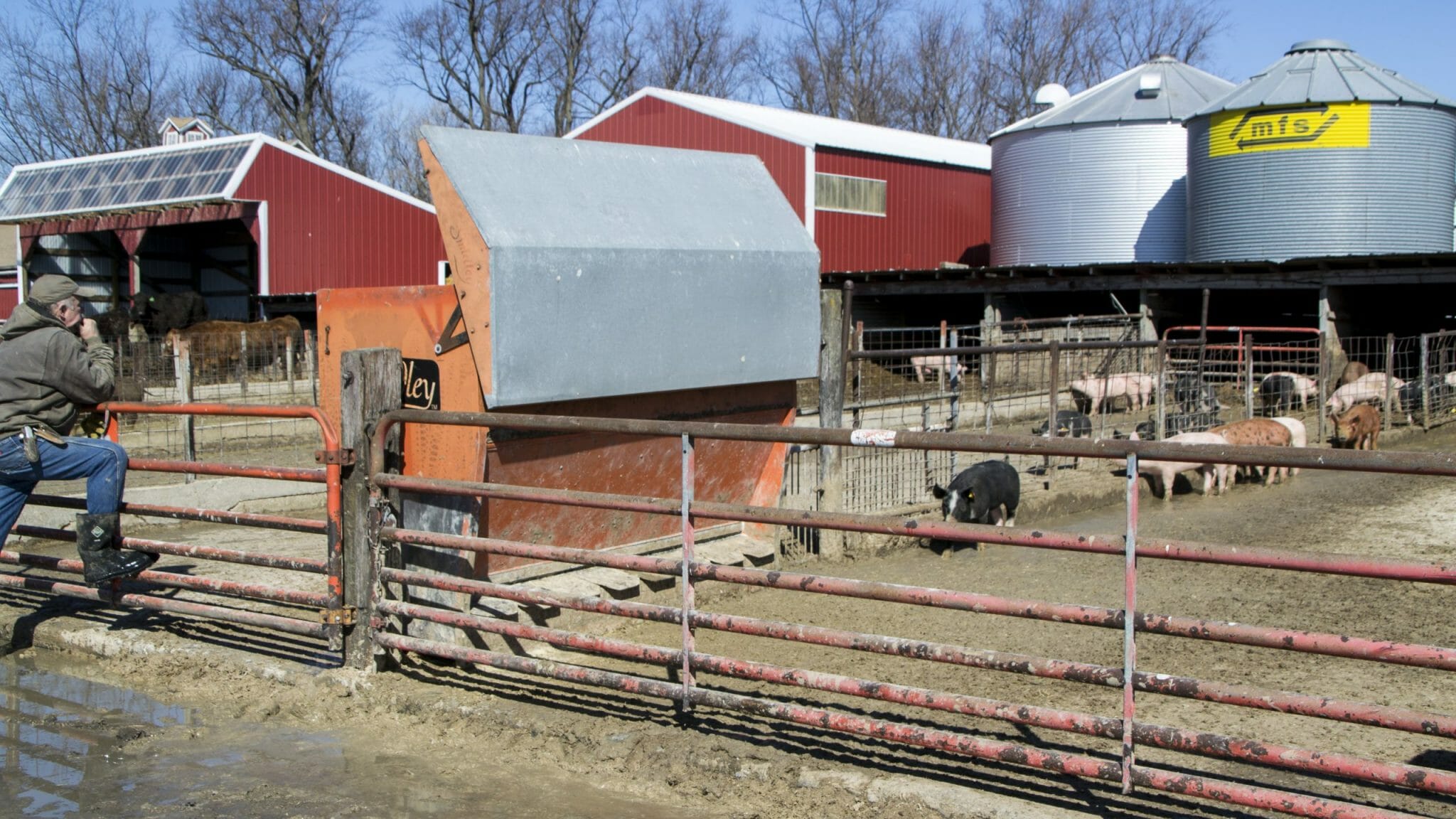 Replacing Corn with Hybrid Rye in Feeder Pig Rations Practical