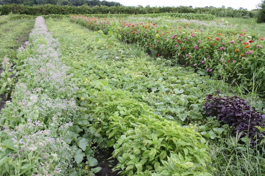 Integrating Cover Crops on a Vegetable and Poultry Farm Termination