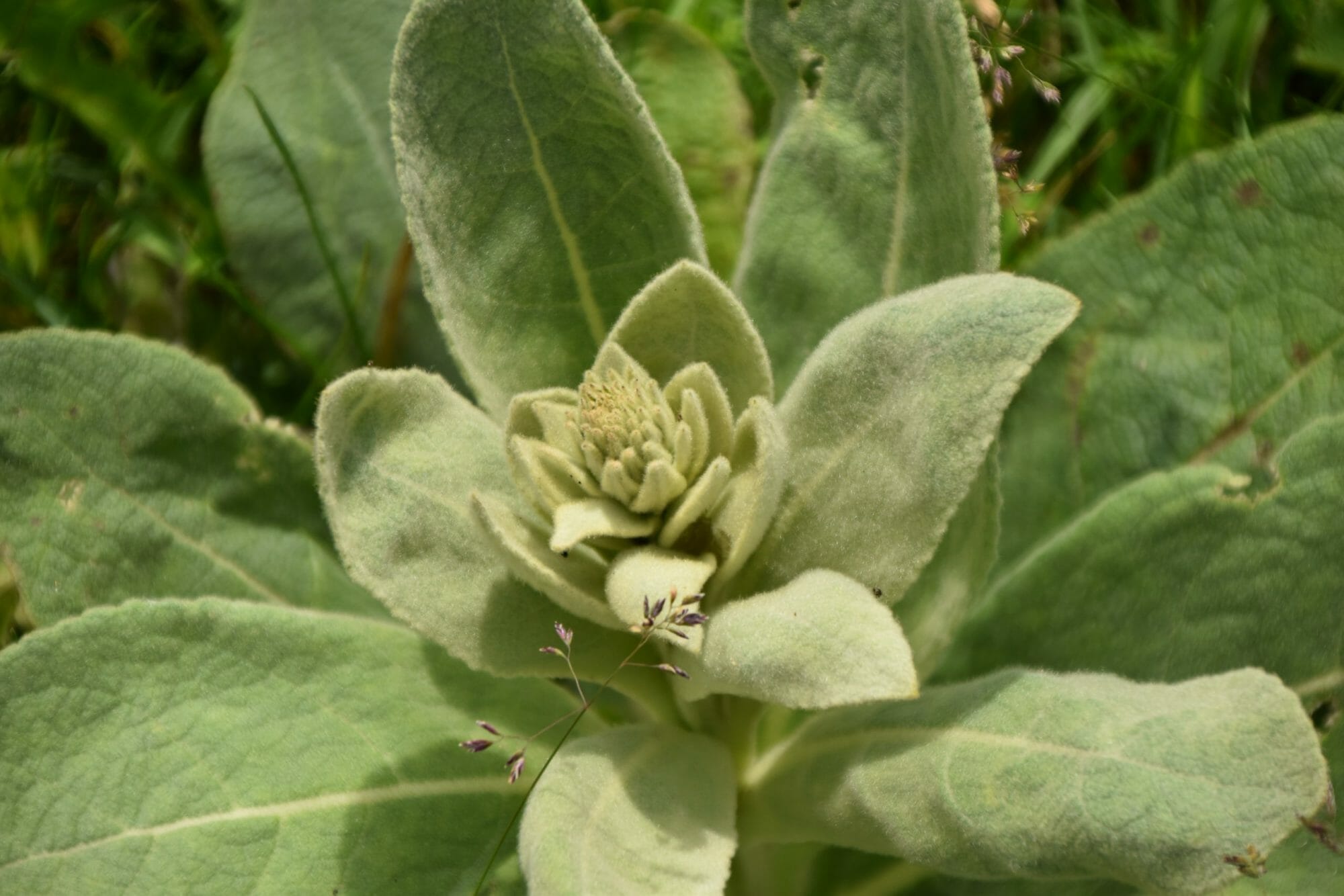 Botany Beginners Exploring Iowa’s Native Plants Practical Farmers of Iowa