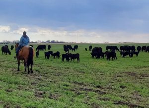 Bill Frederick checks on cow calf pairs grazing spring rye in Jefferson, IA