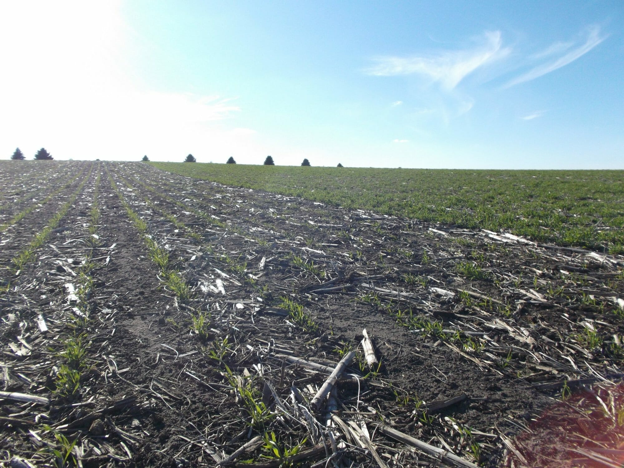 Comparing Cereal Rye Seeding Dates and Rates In Corn Practical