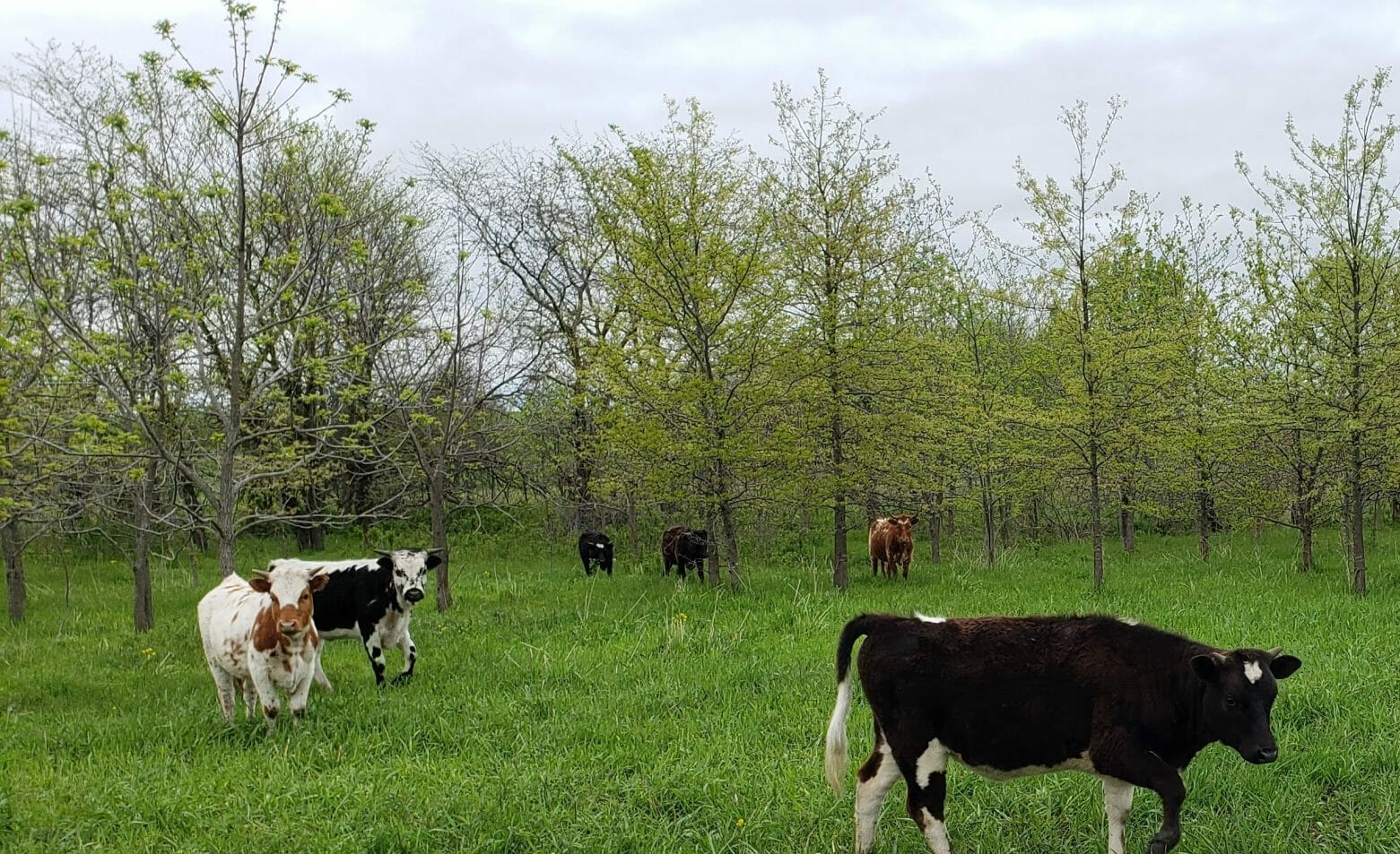 Silvopasture in Practice - Practical Farmers of Iowa