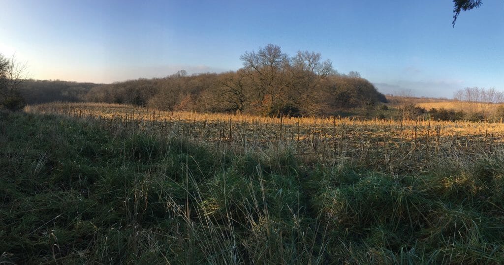 Edge of field habitat on Jim's Taylor Co Farm