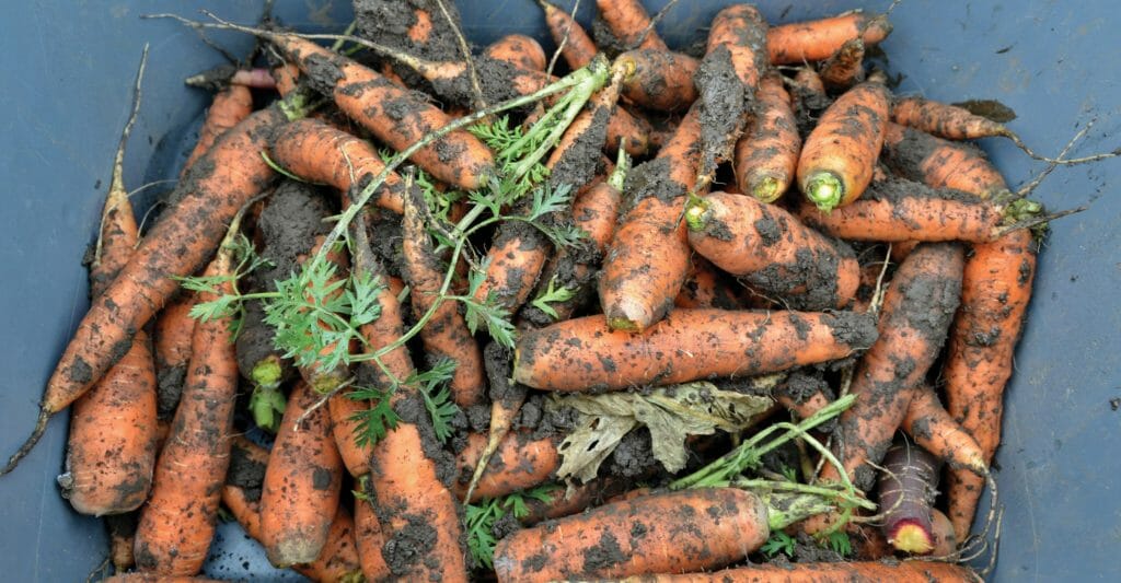 Wesselius FD2018 carrots