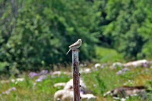 Bobolink bird grassland