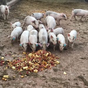 Pigs at Uncle G's Farm enjoying apple scraps