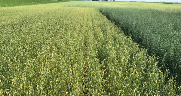Oat variety trial 2020