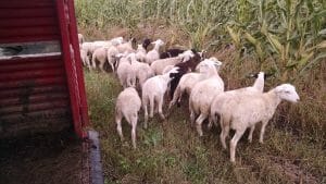 Newly weaned lambs start grazing a cover crop cocktail after being released into standing corn planted in rows 60 inches apart