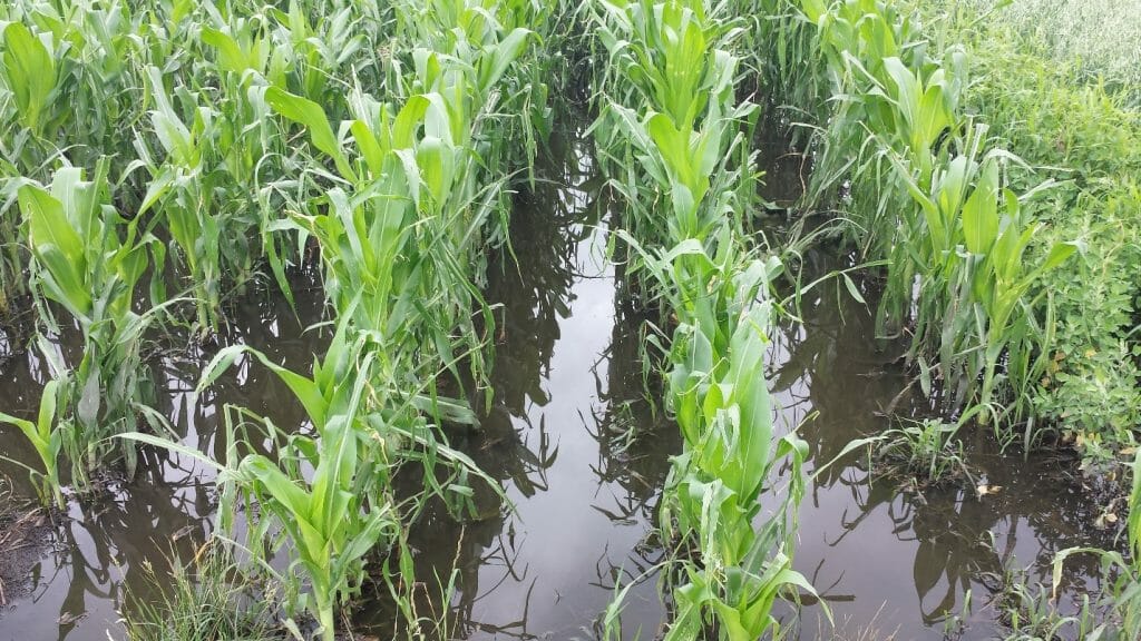 Flooded corn