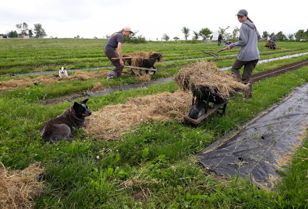 Landscape fabric vs. straw mulch photo