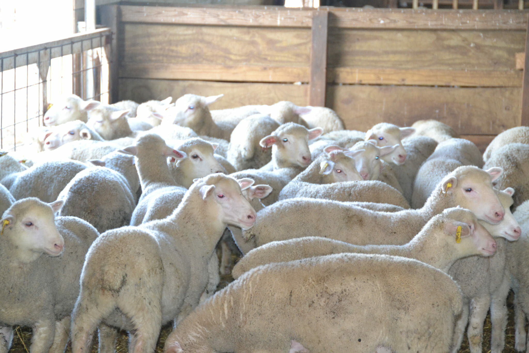 Sheep Production With a FirstGeneration Farmer Practical Farmers of Iowa