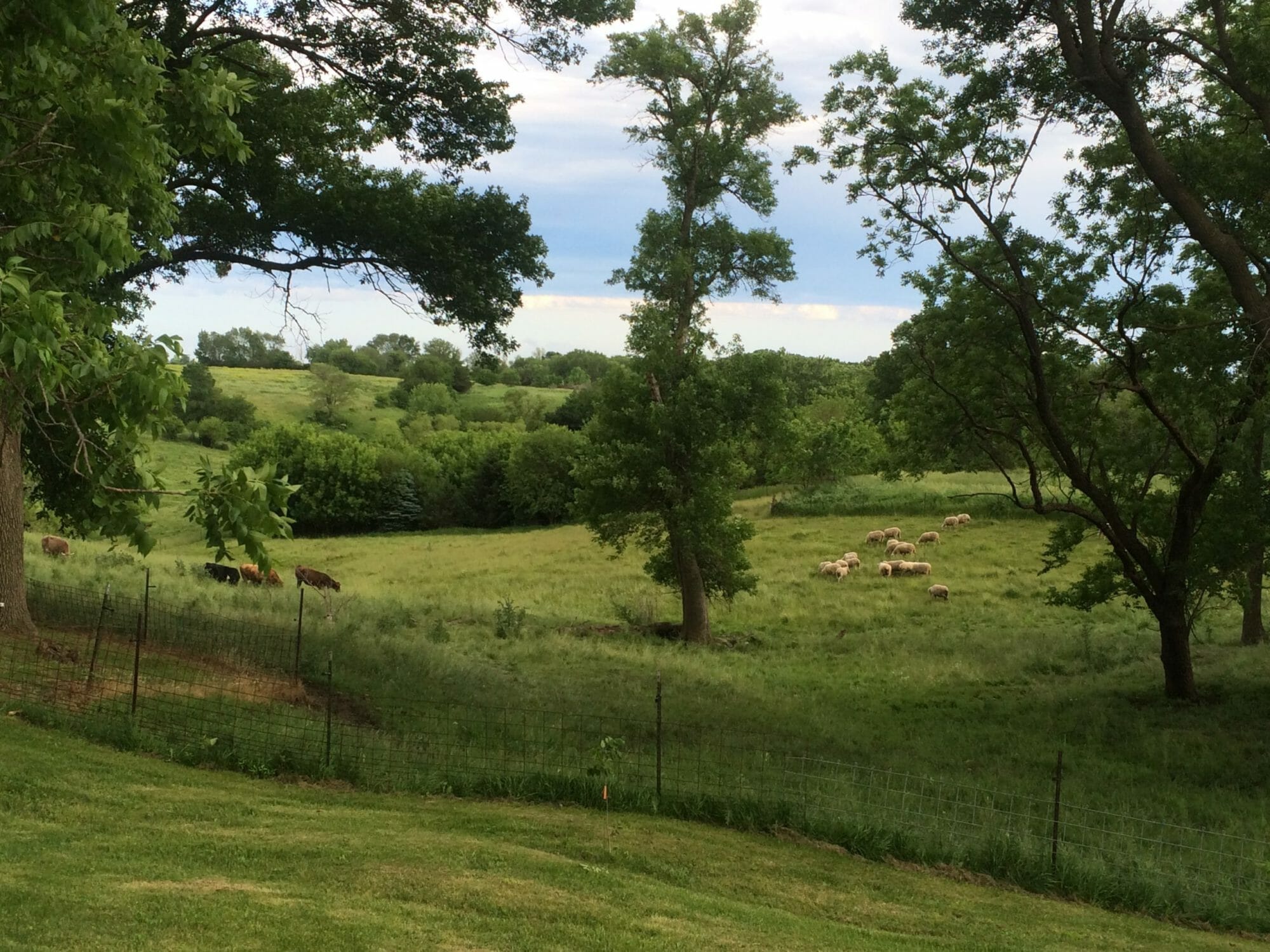 Sheep Production With a FirstGeneration Farmer Practical Farmers of Iowa