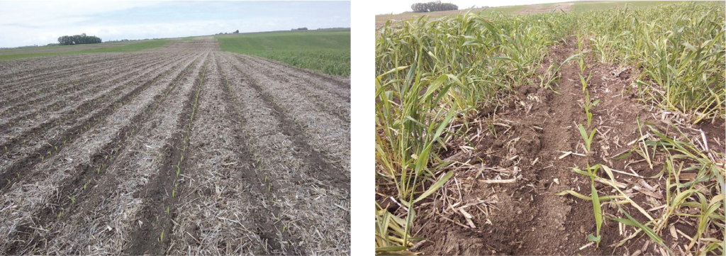 Photo effect of planting green on corn
