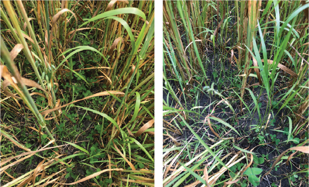Weed control in oats photo 2