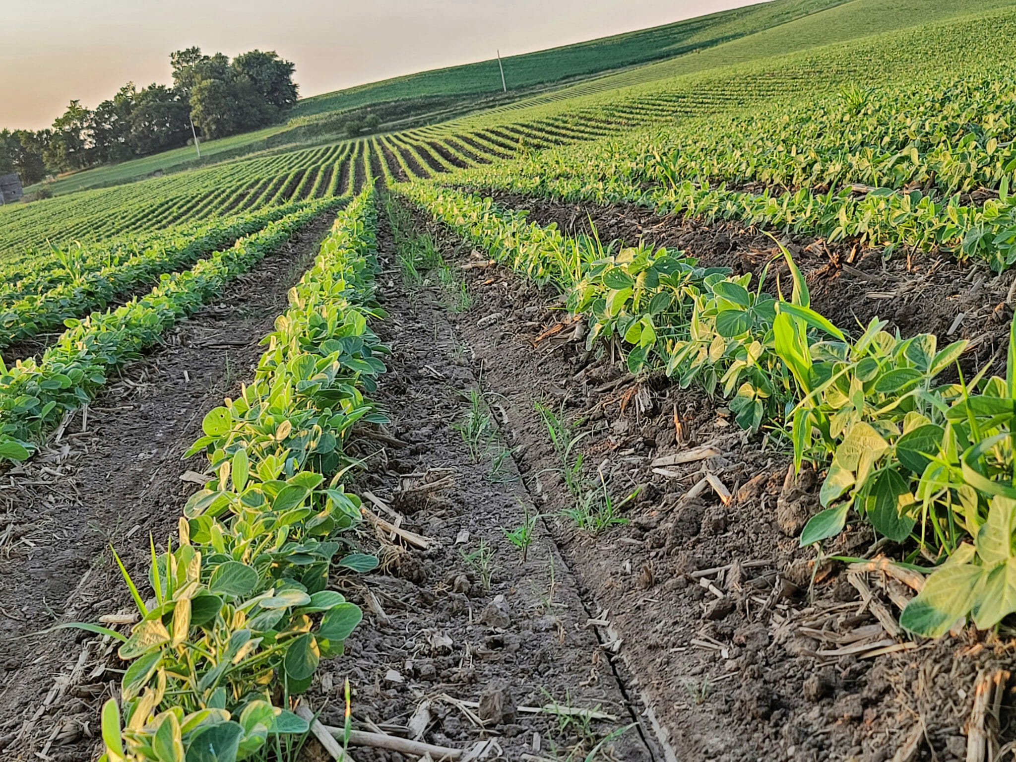 SpringSeeded Cereal Rye Companion Cover Crop for Organic Soybeans