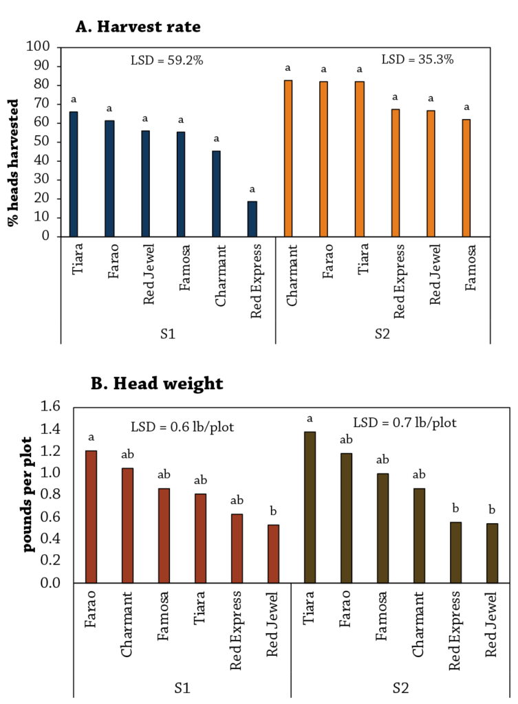 Cabbage Variety Trial Figure 1