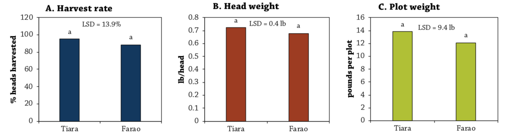 Cabbage Variety Trial Figure 2