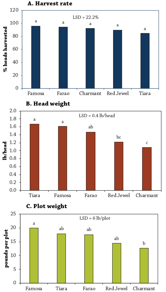 Cabbage Variety Trial Figure 3