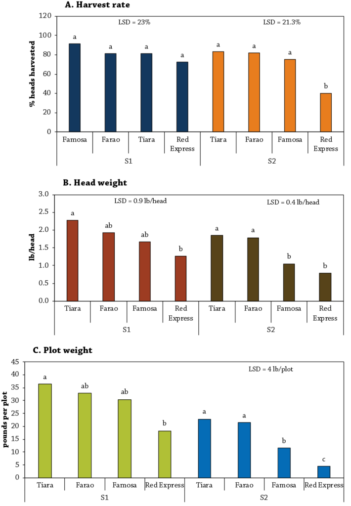 Cabbage Variety Trial Figure 4