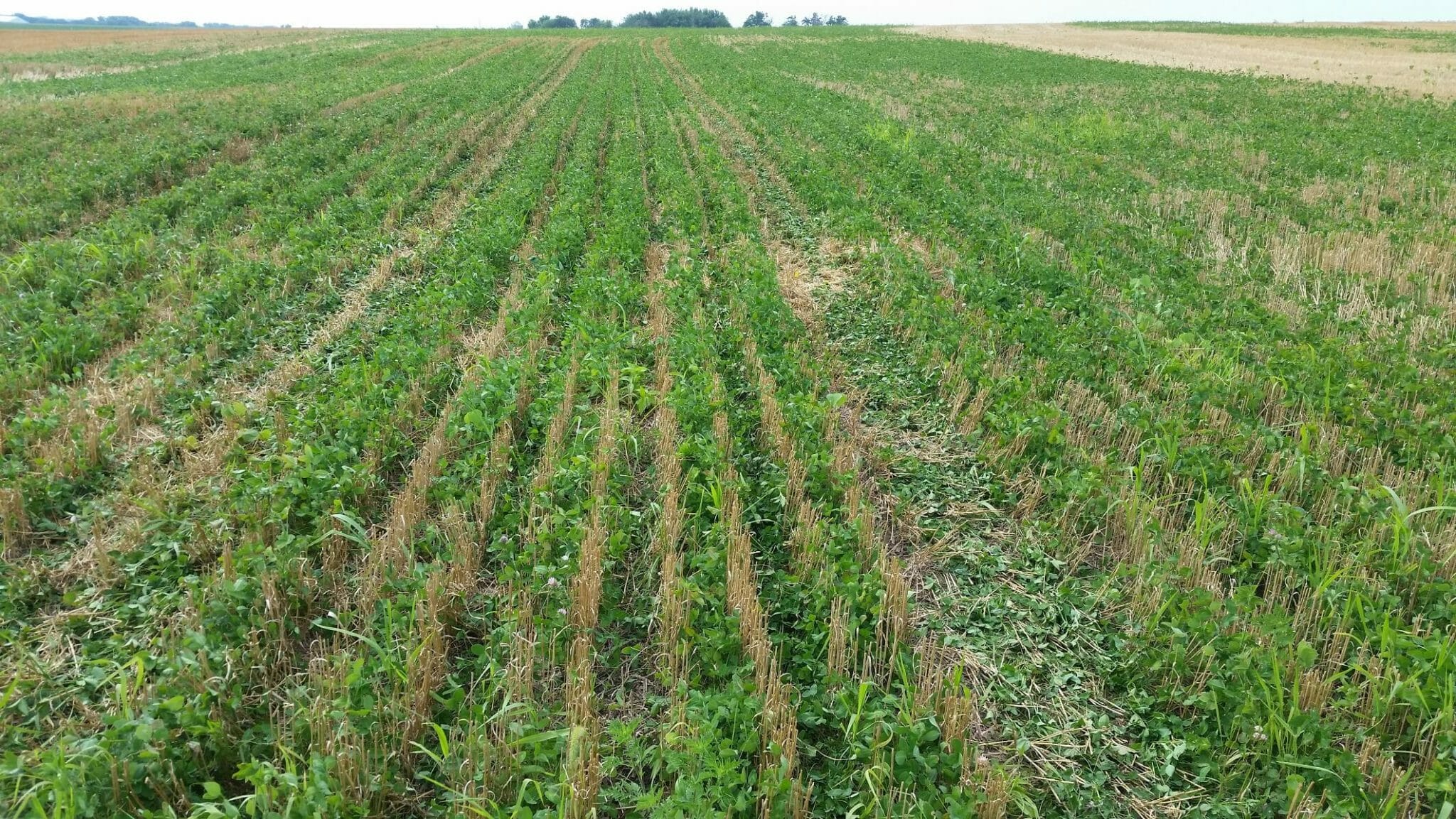 Green Manure Cover Crop Seeding and Termination Dates in WheatCorn