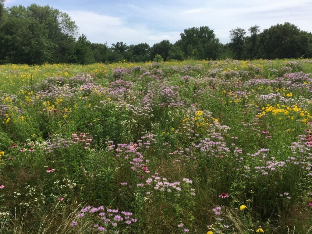 After diverse restorations of warm season grasses and native wildflowers create much better habitat for pollinators. Image courtsey of USFWS