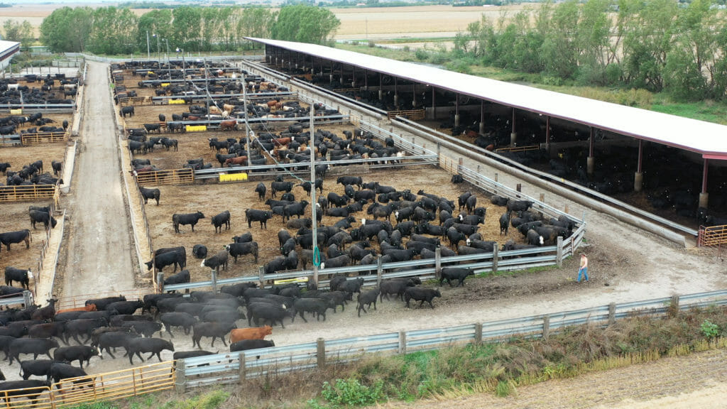 CouserFeedlot OatGrindingFeeding20