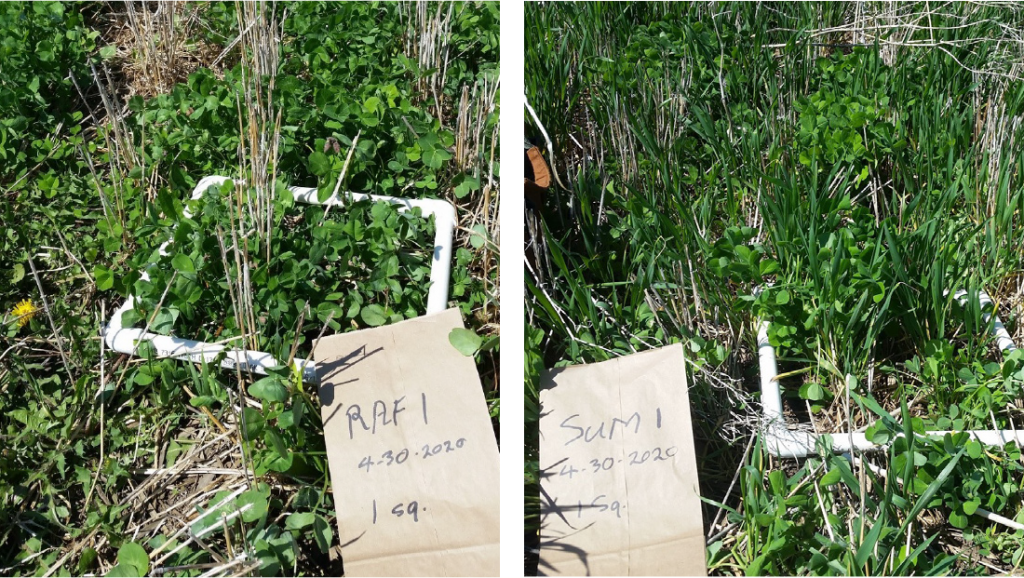 Green Manure Cover Crop Seeding and Termination Dates in Wheat Corn Rotation Photo