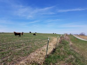 Cows in covercrop