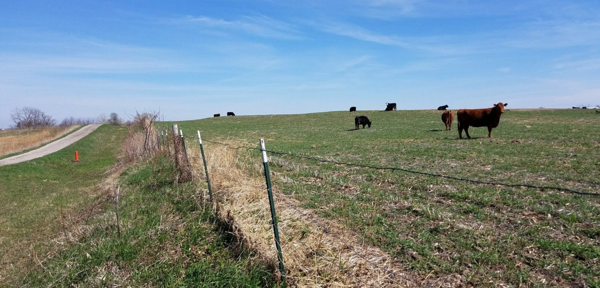 Grazing Cover Crops Farmer Toolkit Practical Farmers of Iowa