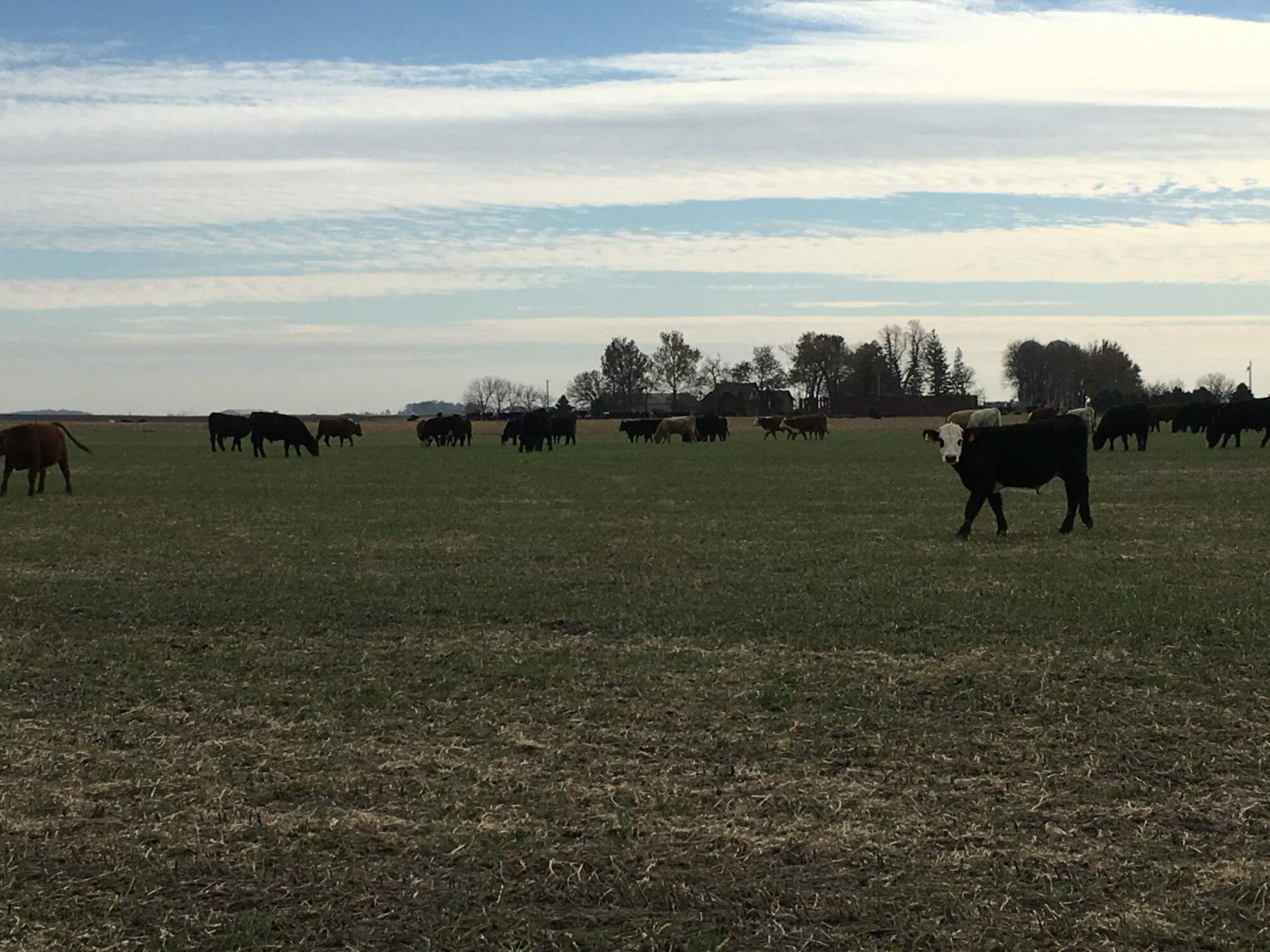 Cattle graze a cereal rye and oat cover crop field in early November at the Albright farm