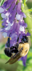 Bee