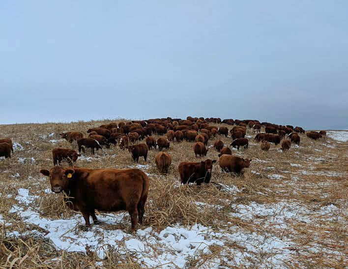 Cows winter grazing on stockpiled pasture and sorghum sudangrass