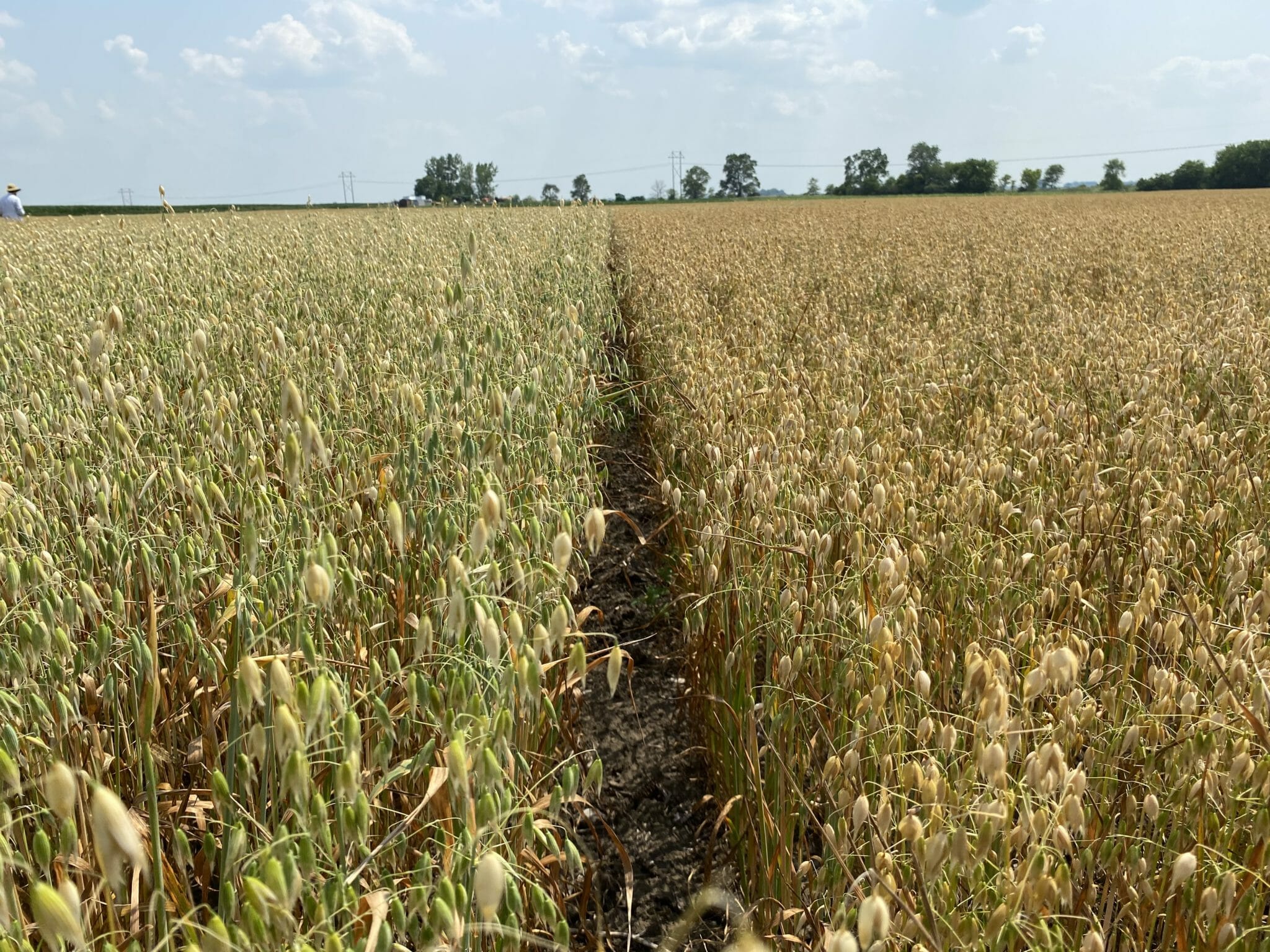 Considerations for choosing the right oat variety Practical Farmers of Iowa